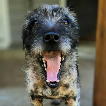 Buttons -  Terrier and Mixed Breed Dog for Adoption in Griswold, Connecticut - Buttons | PetCurious
