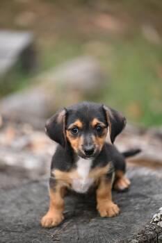 Juju-Bee -  Dachshund and Rat Terrier Dog for Adoption in Falmouth, Maine - Juju-Bee | PetCurious