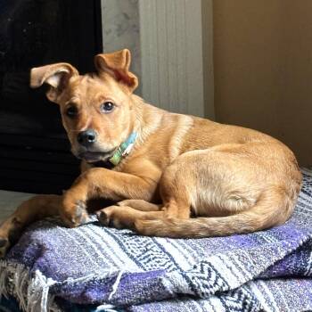 Rescue American Staffordshire Terrier Dogs for Adoption in Smithfield, North Carolina - Bridgette | PetCurious