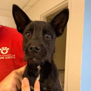 Dougie -  Schnauzer and Mixed Breed Dog for Adoption in Birmingham, Alabama - Dougie | PetCurious