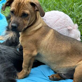 Rain -  Chiweenie Dog Available for Adoption in Okolona, Mississippi - Rain | PetCurious
