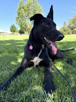 Smokey -  German Shepherd Dog and Labrador Retriever Dog for Adoption in Incline Village, Nevada - Smokey | PetCurious