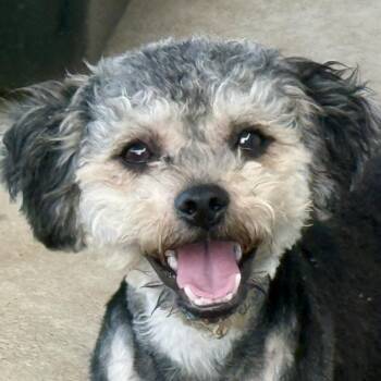Lenny -  Poodle and Terrier Dog for Adoption in Hondo, Texas - Lenny | PetCurious