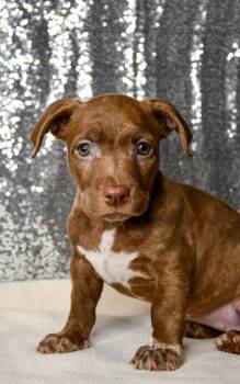 Summer -  Dachshund and Pit Bull Terrier Dog for Adoption in Yakima, Washington - Summer | PetCurious