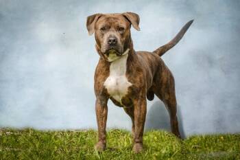 Major -  Pit Bull Terrier Dog for Adoption in Sebastian, Florida - Major | PetCurious