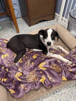 Rescue Mixed Breed Dogs for Adoption in Laurinburg, North Carolina - Leaf (25-D0495) | PetCurious