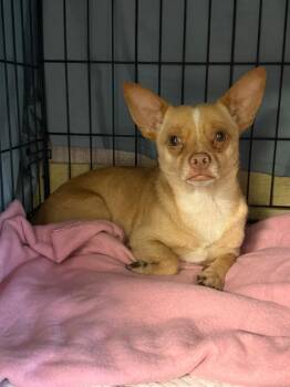 Chihuahua Dogs Available for Adoption in New Braunfels, Texas - Brownie | PetCurious