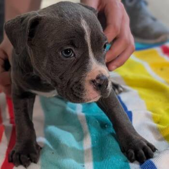 Mixed Breed Dogs Available for Adoption in Alma, Michigan - Phil (Rugrats Pups) | PetCurious