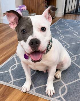 Daisy -  Pit Bull Terrier Dog for Adoption in Westminster, Massachusetts - Daisy | PetCurious