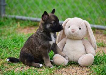 Shadow -  Mixed Breed Dog for Adoption in Mayer, Arizona - Shadow | PetCurious
