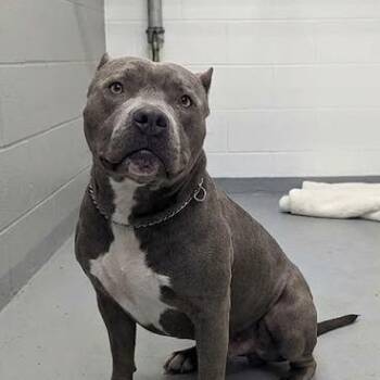 Mixed Breed Dogs Available for Adoption in Jeffersonville, Indiana - Nomi | PetCurious