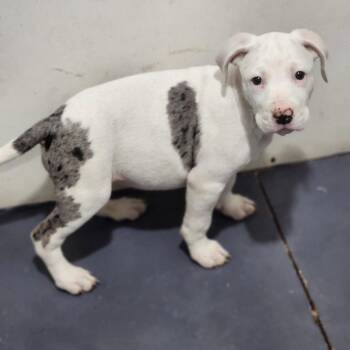 Cloud -  Pit Bull Terrier and Catahoula Leopard Dog Dog for Adoption in Walnutport, Pennsylvania - Cloud | PetCurious
