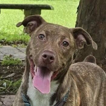 Miss Piggy -  Australian Shepherd Dog for Adoption in Milledgeville, Georgia - Miss Piggy | PetCurious