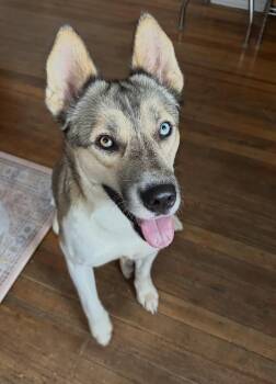 Foxy -  Husky Dog for Adoption in Denver, Colorado - Foxy | PetCurious