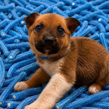 Livewire -  Shepherd and Mixed Breed Dog for Adoption in Clavet, Saskatchewan - Livewire | PetCurious