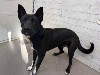 German Shepherd Dog and Mixed Breed Dogs Available for Adoption - TABITHA | PetCurious