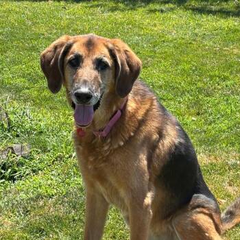 Greta -  Mixed Breed Dog for Adoption in Medford, Oregon - Greta | PetCurious