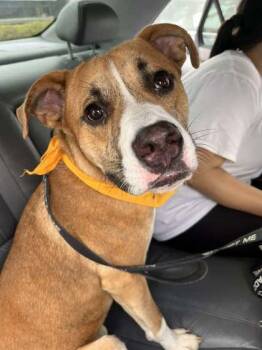 Mixed Breed Dogs Available for Adoption in Kansas City, Missouri - Morris | PetCurious
