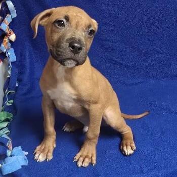 Pluto -  Pit Bull Terrier Dog for Adoption in Waterloo, Iowa - Pluto | PetCurious