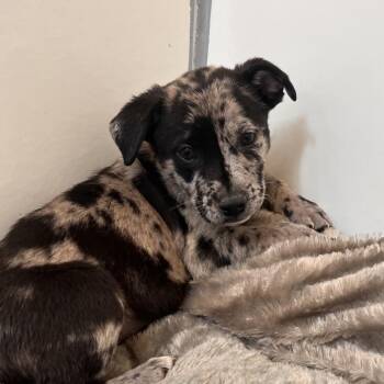 Asia -  Catahoula Leopard Dog and Mixed Breed Dog for Adoption in Kanab, Utah - Asia | PetCurious