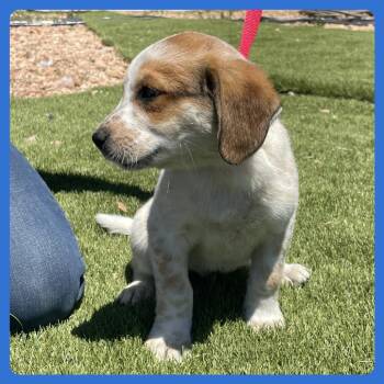 Labrador Retriever and Mixed Breed Dogs Available for Adoption in Prescott, Arizona - Hamachi | PetCurious