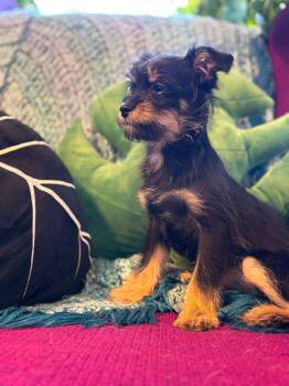 Chihuahua and Pomeranian Dogs Available for Adoption in Tacoma, Washington - Lacey | PetCurious