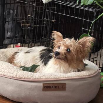 Lady Phillips -  Yorkshire Terrier and Maltese Dog for Adoption in Normal, Illinois - Lady Phillips | PetCurious
