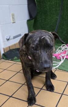 Nova -  Terrier and Mixed Breed Dog for Adoption in Gainesville, Florida - Nova | PetCurious