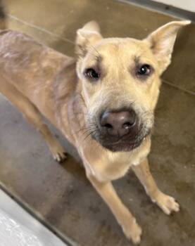 Rescue Labrador Retriever and German Shepherd Dog Dogs for Adoption in Belton, Texas - Gunner* | PetCurious