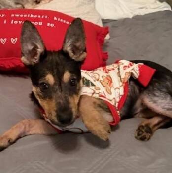 German Shepherd Dog Dogs Available for Adoption - Button | PetCurious