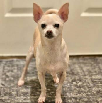 Chihuahua and Mixed Breed Dogs Available for Adoption - Annie | PetCurious