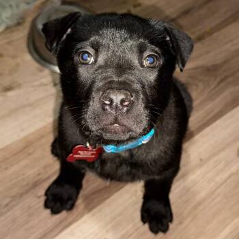German Shepherd Dog and Mixed Breed Dogs Available for Adoption in Ferndale, Michigan - Toni | PetCurious