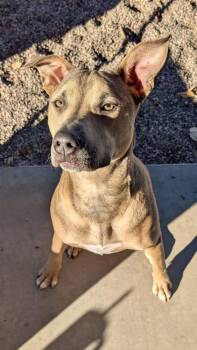 American Staffordshire Terrier Dogs Available for Adoption - Hazel | PetCurious