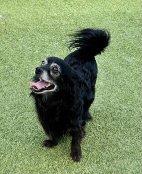 Silas -  Mixed Breed Dog for Adoption in Fort Worth, Texas - Silas | PetCurious