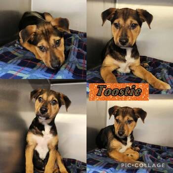 Tootsie -  Shepherd and Hound Dog for Adoption in Ringwood, New Jersey - Tootsie | PetCurious