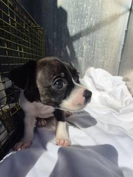 Chihuahua Dogs Available for Adoption in San Antonio, Texas - BRINDLE | PetCurious