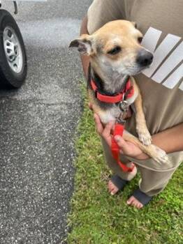 Cheeto -  Chihuahua and Mixed Breed Dog for Adoption in Gainesville, Florida - Cheeto | PetCurious