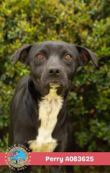 Perry -  Terrier Dog for Adoption in Mobile, Alabama - Perry | PetCurious