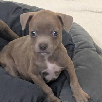 Nora -  Mixed Breed Dog for Adoption in Hendersonville, North Carolina - Nora | PetCurious