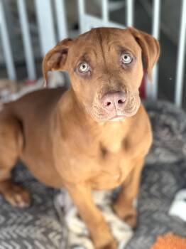 Rescue Mixed Breed Dogs for Adoption in Mount Pleasant, South Carolina - Chip | PetCurious