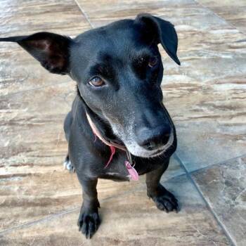 Dachshund and Mixed Breed Dogs Available for Adoption in Houston, Texas - Pantera | PetCurious