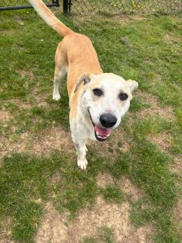 Mixed Breed Dogs Available for Adoption in Gallatin, Tennessee - Brody | PetCurious