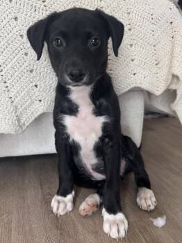 Labrador Retriever Dogs Available for Adoption in Calera, Alabama - Stormy | PetCurious