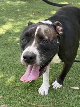 Greedy - 3 -  Pit Bull Terrier and Mixed Breed Dog for Adoption in Daytona Beach, Florida - Greedy - 3 | PetCurious