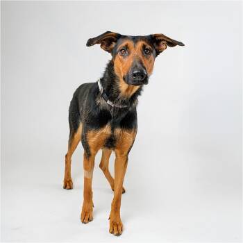 Countess -  Doberman Pinscher and Mixed Breed Dog for Adoption in Palm Springs, California - Countess | PetCurious