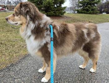 Australian Shepherd Dogs Available for Adoption in Ringwood, Illinois - 1099 Monte | PetCurious