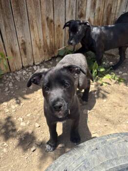 SENATOR SLAPSHOT -  Labrador Retriever Dog for Adoption in Broomfield, Colorado - SENATOR SLAPSHOT | PetCurious