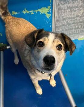 Seabiscuit -  German Shepherd Dog and Mixed Breed Dog for Adoption in Calgary, Alberta - Seabiscuit | PetCurious
