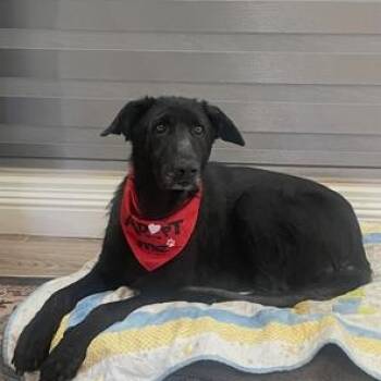 German Shepherd Dog Dogs Available for Adoption in Lodi, California - Navi | PetCurious