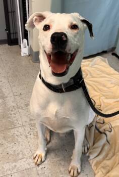 Rescue Pit Bull Terrier and Great Dane Dogs for Adoption in Salt Lake City, Utah - *Poe* | PetCurious